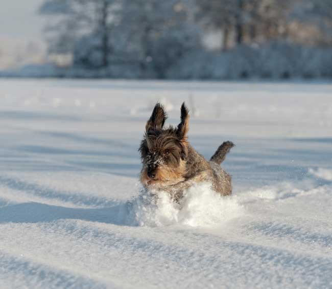 Förbered dig och din hund inför vintern